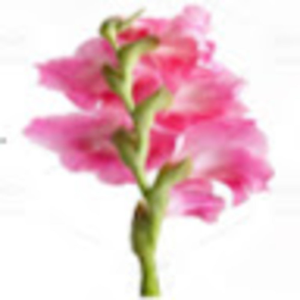 Meet your Posher, Jenny